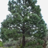 Ponderosa Pine